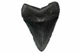 Fossil Megalodon Tooth - South Carolina #340199-1